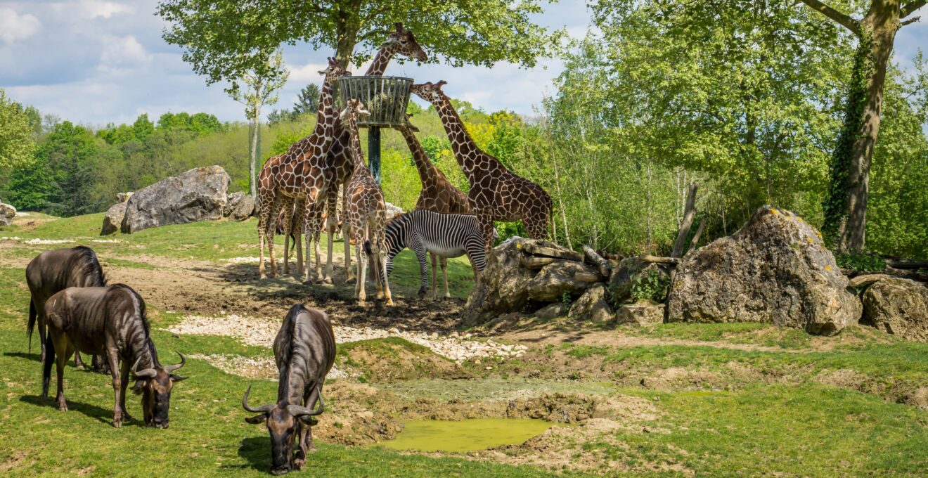 zoos
