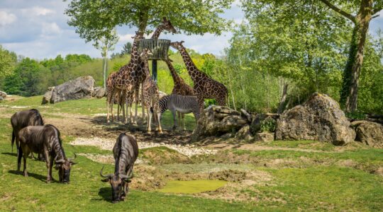 zoos